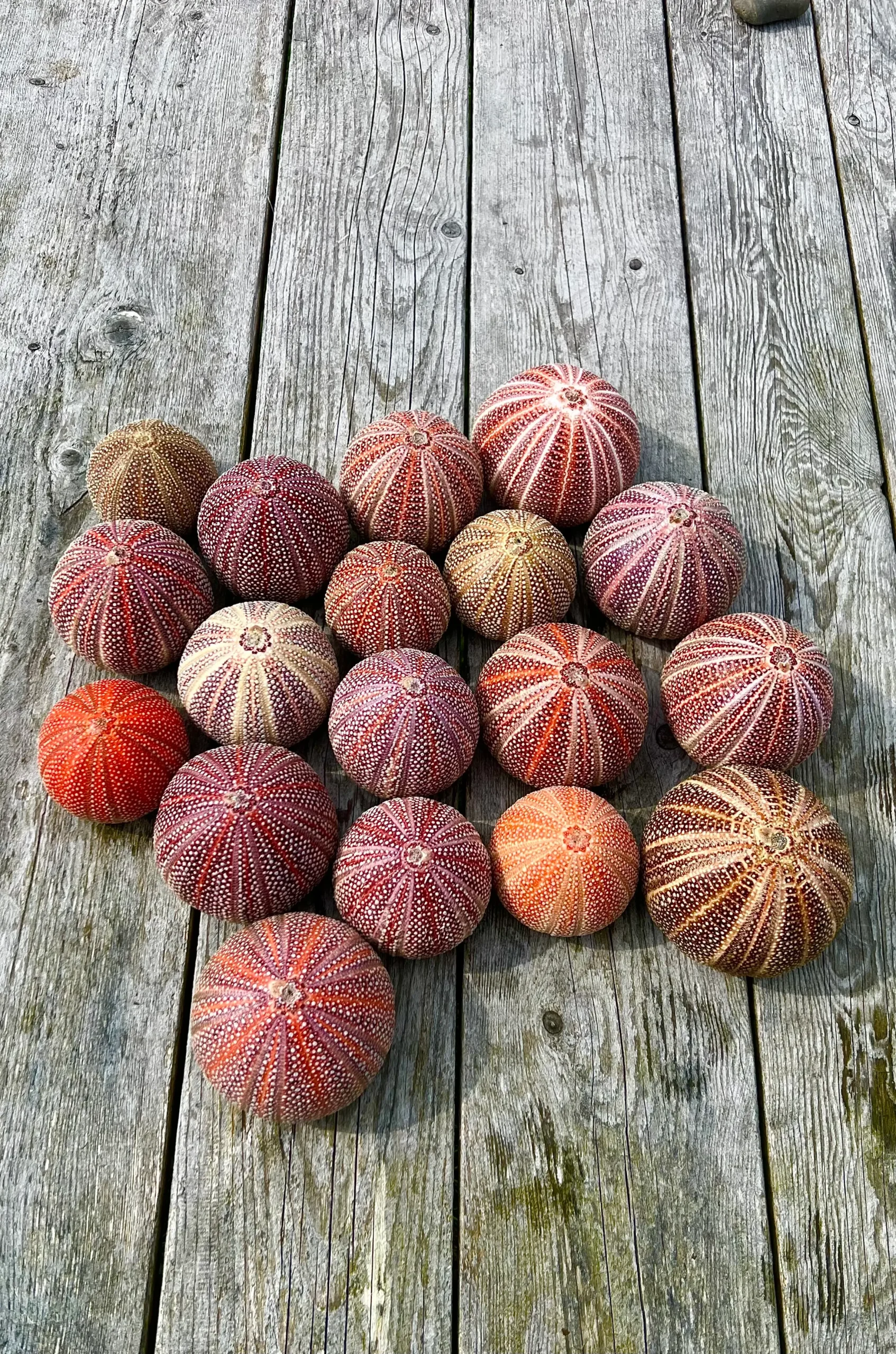 Jack's Salty Urchin - Image 3