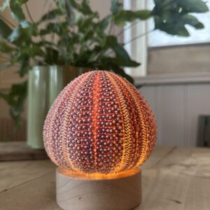 Jack's Salty Urchin Lamp