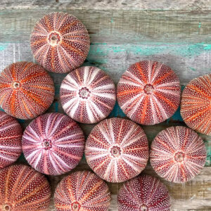 Jack's Salty Urchin