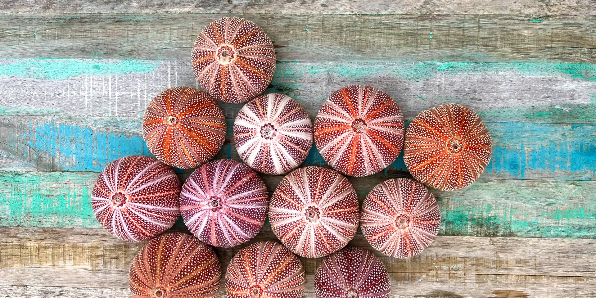 Jack's Salty Urchin